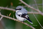 Lanius-ludovicianus;Loggerhead-Shrike;One;Shrike;avifauna;bird;birds;color-image